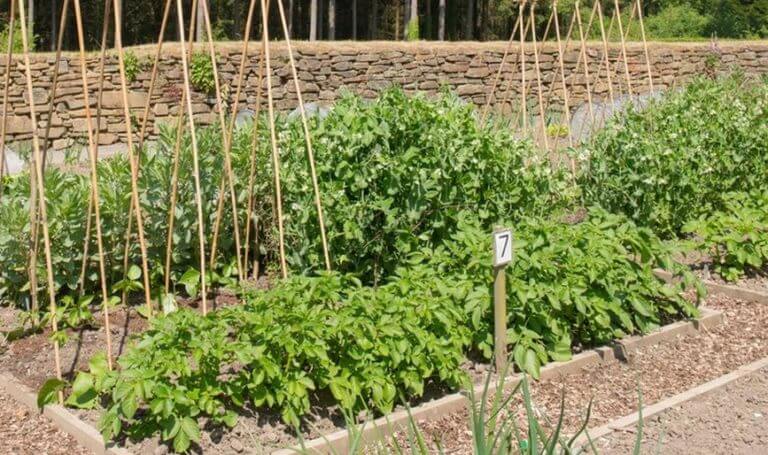 Tout ce qu&rsquo;il faut faire dans le jardin potager en mai