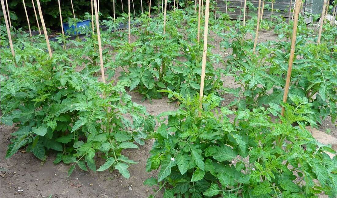 Jardin : que faire au potager avec un risque de gel tardif ?