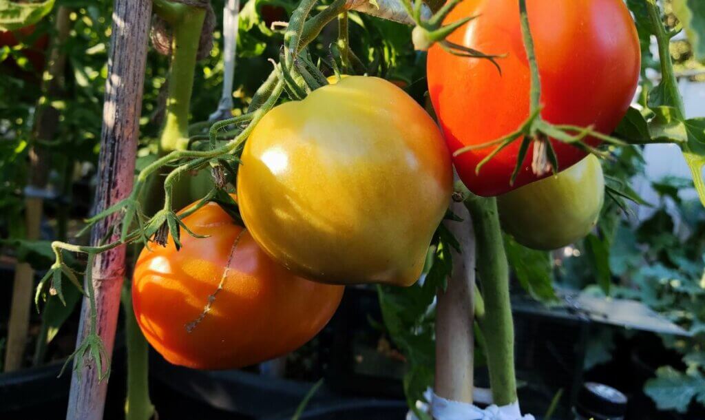 tomates potager juin