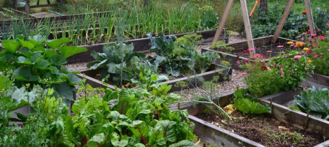 Quoi faire dans le jardin potager en août ? Quoi faire dans le jardin potager en août ?