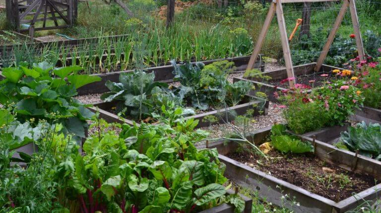 Quoi faire dans le jardin potager en août ?