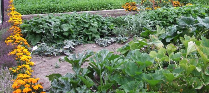 10 choses à faire dans votre jardin en juillet