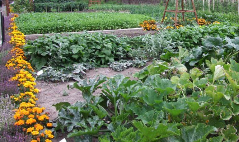 10 choses à faire dans votre jardin en juillet