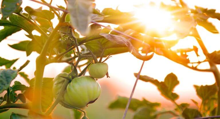 6 façons de protéger votre potager des fortes chaleurs lors d&rsquo;une période de canicule