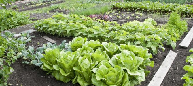 Quoi faire en septembre dans le potager Quoi faire en septembre dans le potager