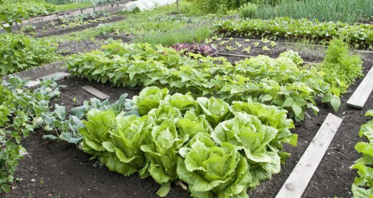 Quoi faire en septembre dans le potager