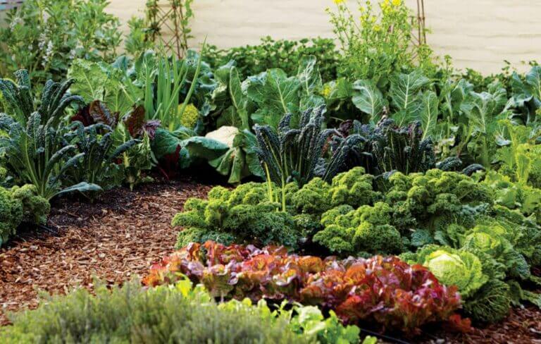 Quoi faire au jardin potager en octobre ?