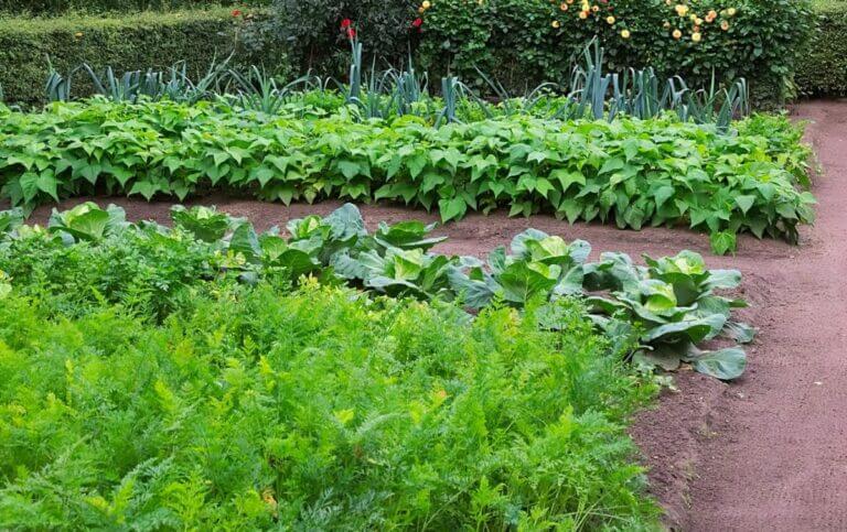 13 choses à faire dans le jardin et le potager en novembre