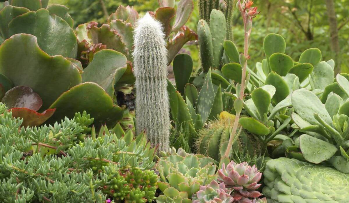 Cactus et Plantes Grasses : Cultiver et Entretenir