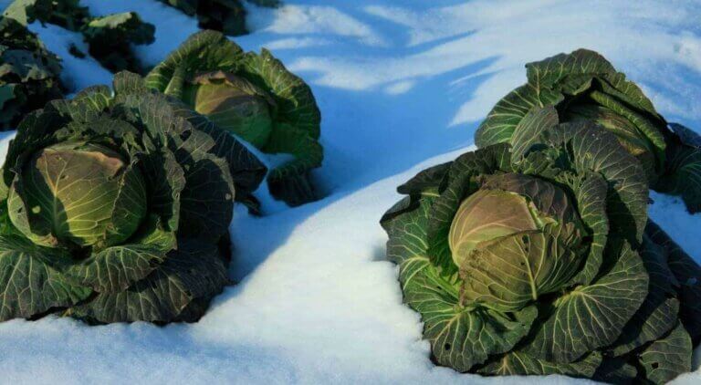 Quoi faire dans le jardin potager en décembre