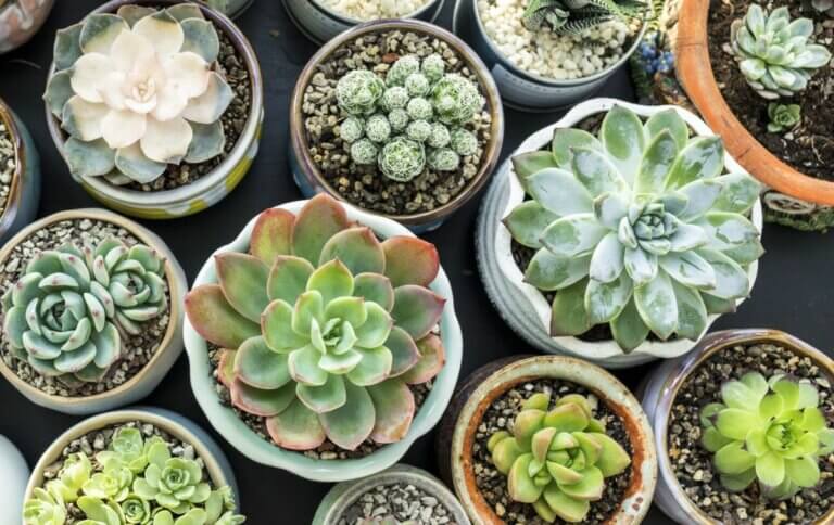 Quelles plantes grasses faire pousser en extérieur