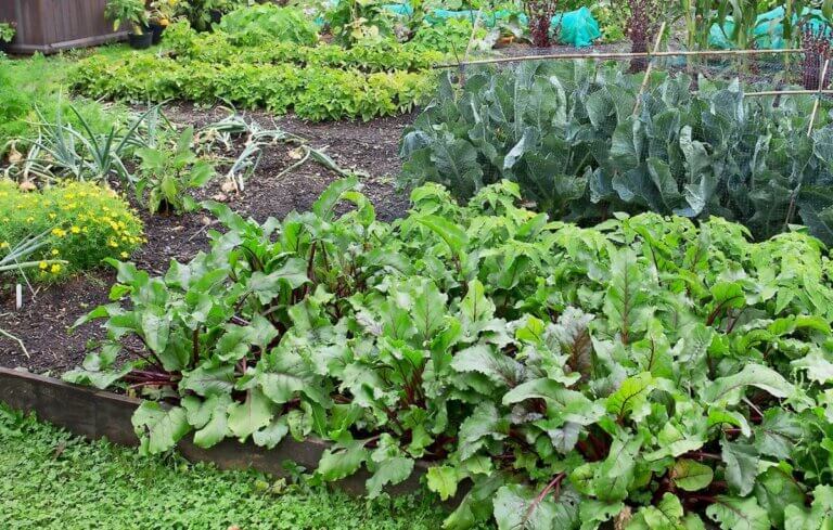 Quoi faire dans le jardin potager en janvier