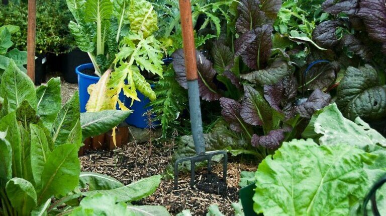 Quoi faire en février dans le jardin potager