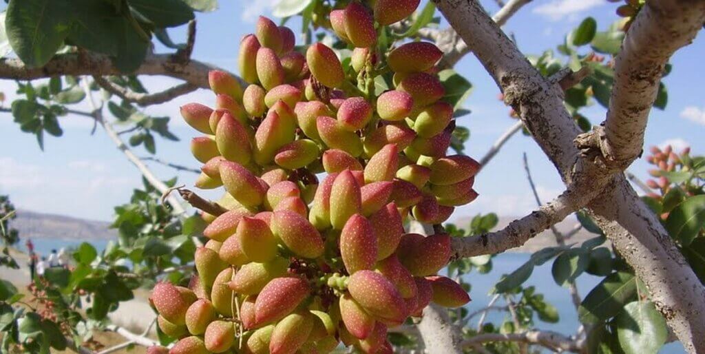 pistaches sur arbre