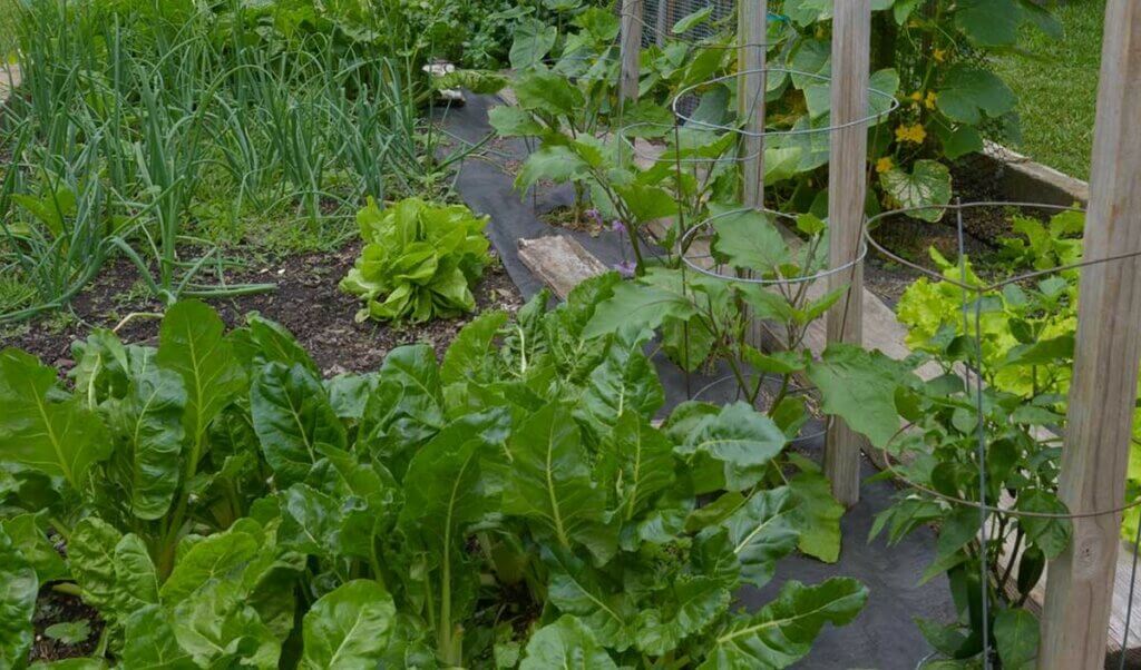 potager en mars