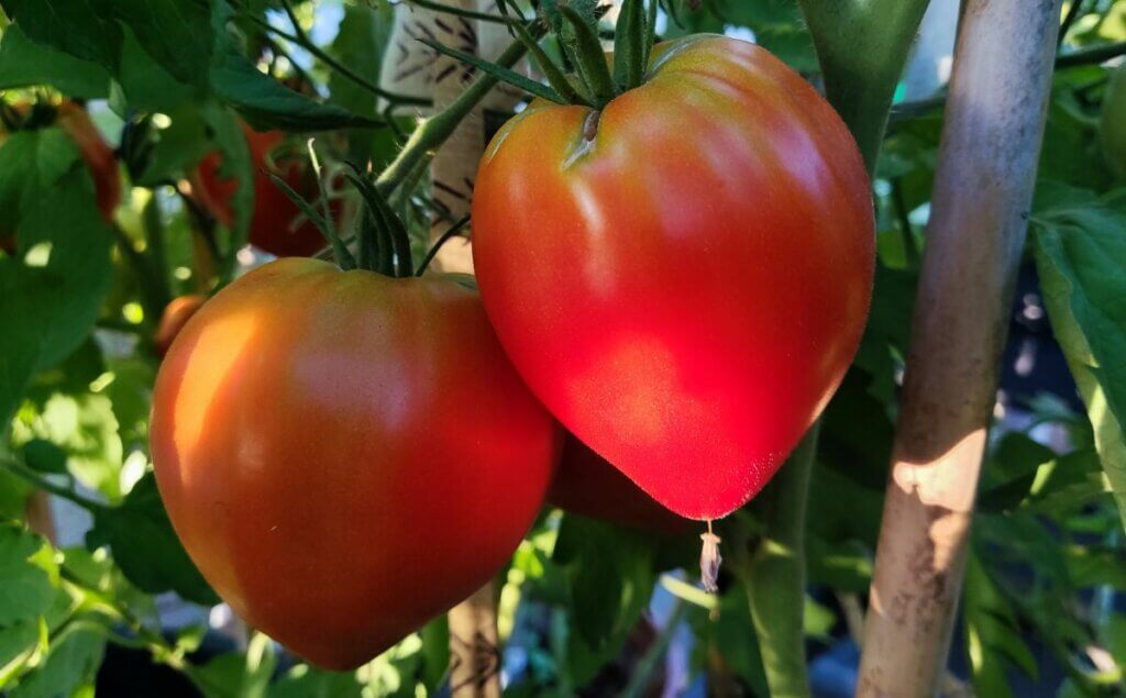 tomates potager