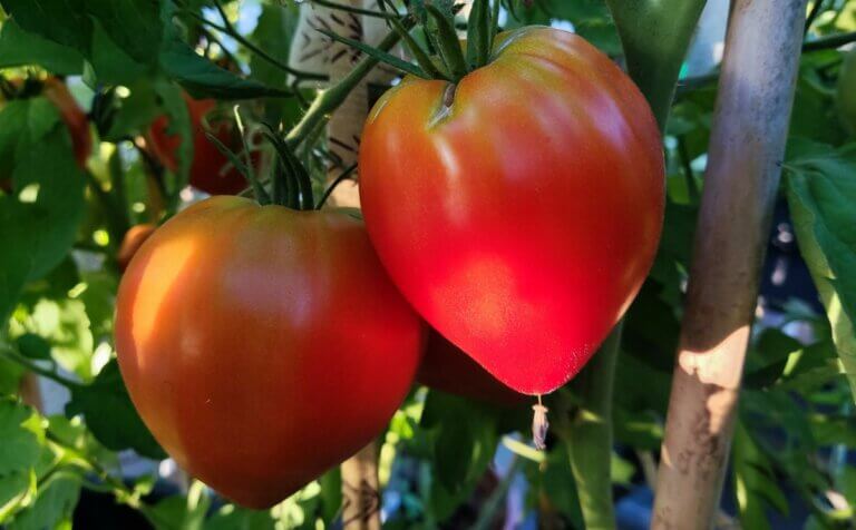 7 astuces pour faire pousser des tomates dans son potager