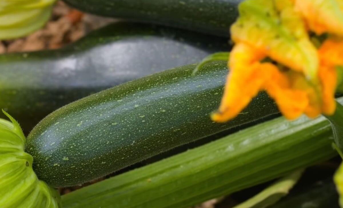courgettes jardin