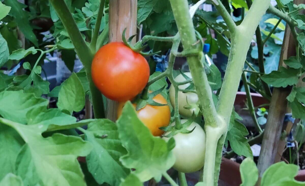 tailler les tomates