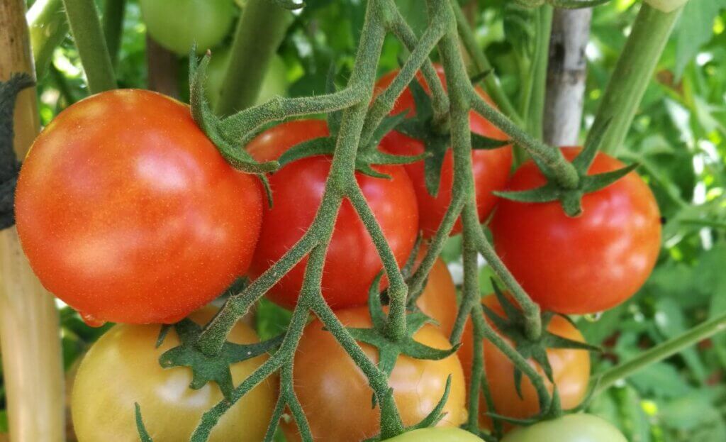 tomates potager mai