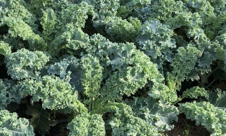 Les 6 légumes les plus rentables à cultiver dans votre potager
