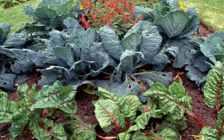 7 avantages du compagnonnage au potager