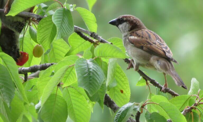 Les 7 meilleures façons de protéger vos cerisiers contre les oiseaux