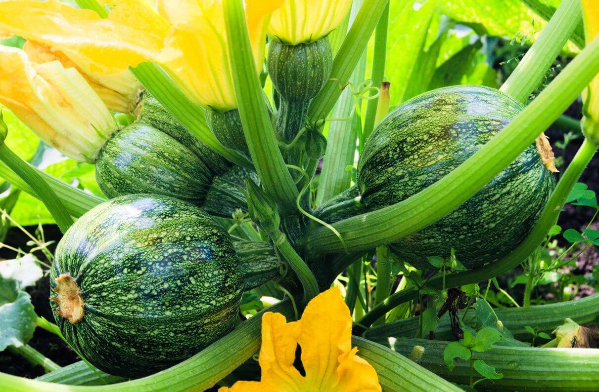 Courgettes rondes
