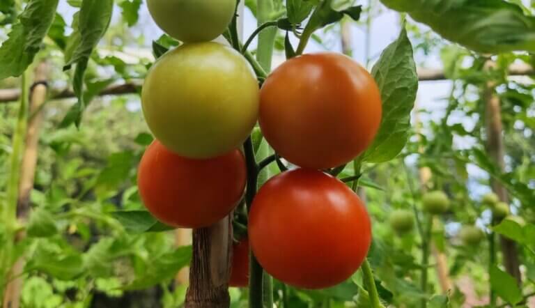 7 secrets pour obtenir plus de tomates sur vos plants