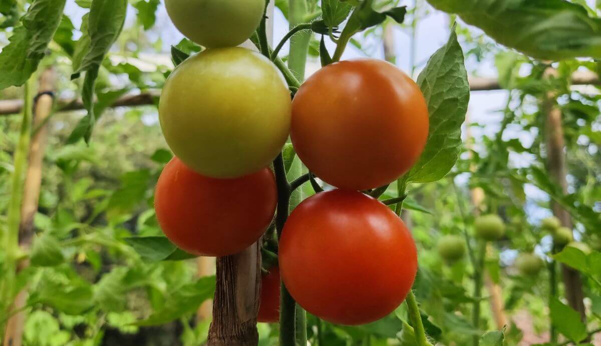 Plus de tomates sur un plant