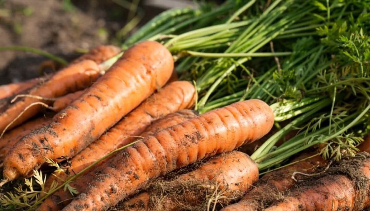 carottes potager été