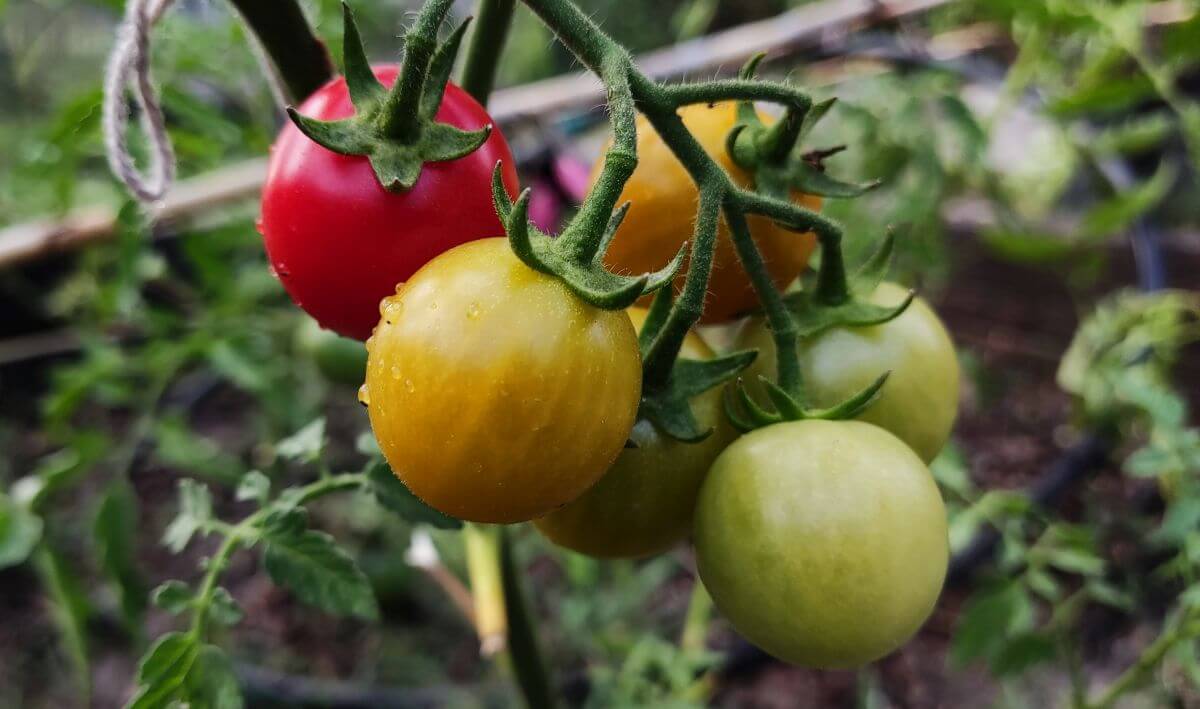 faire murir les tomates rapidement