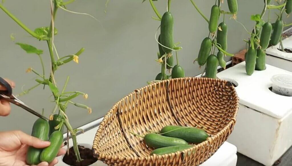 Pourquoi les concombres du potager sont amers