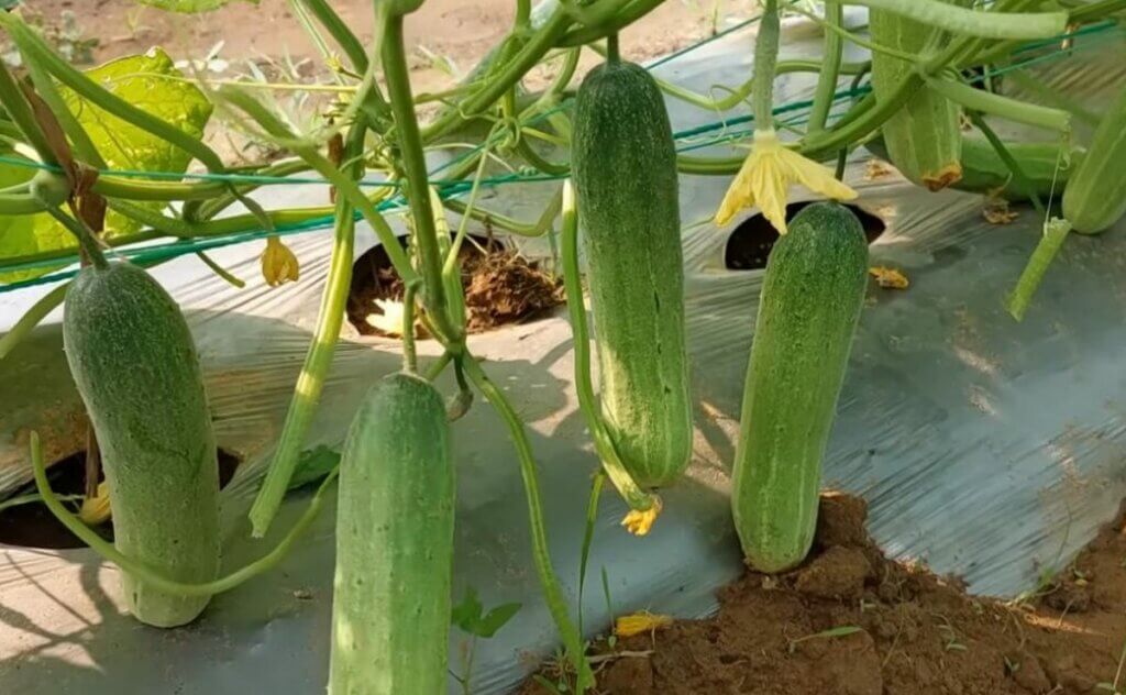 concombre potager amertume