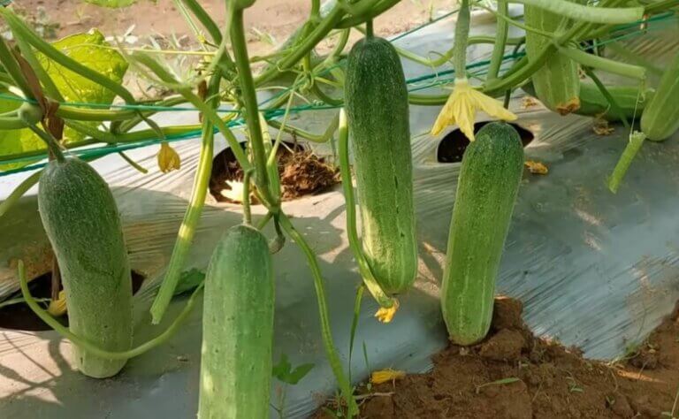 Pourquoi les concombres du potager sont amers