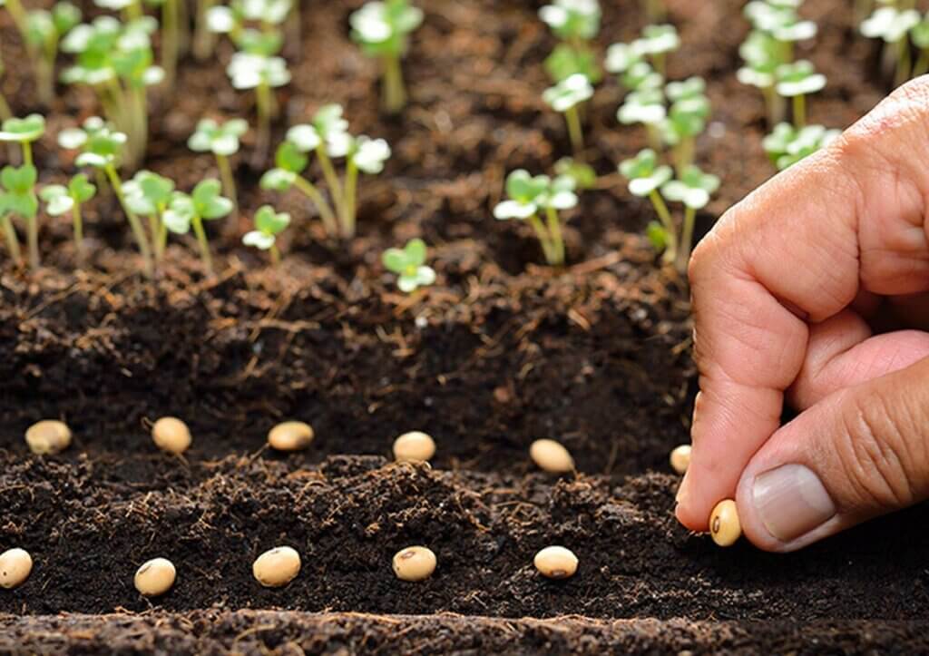 cultures à semer au jardin potager en septembre