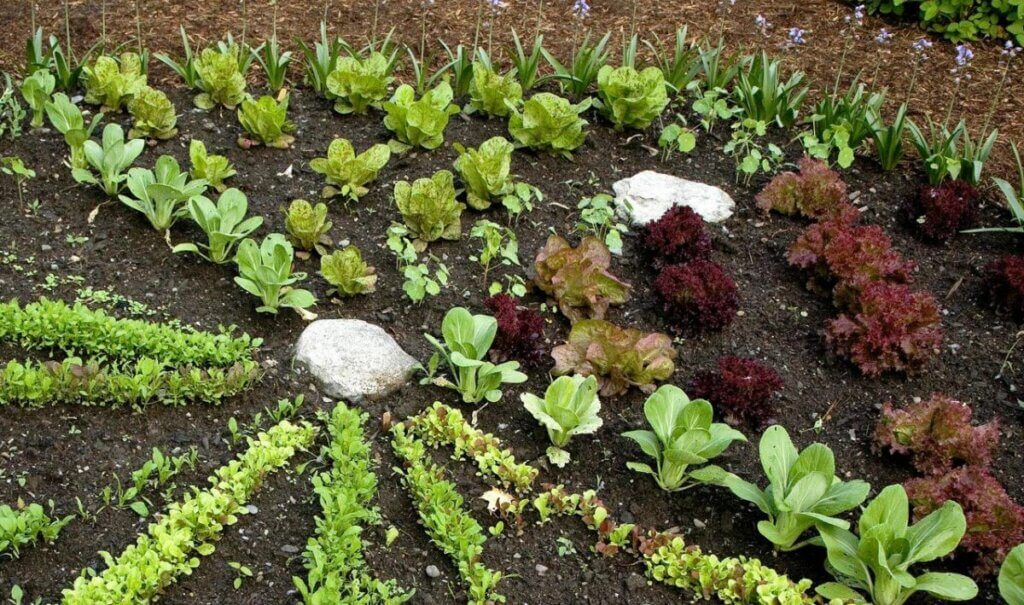 jardin potager d'automne