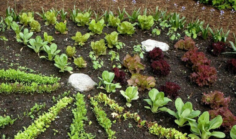 7 conseils incontournables pour un potager d&rsquo;automne afin d&rsquo;assurer une récolte réussie