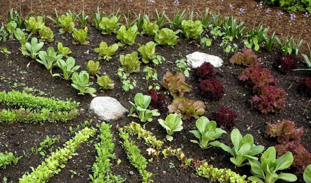 Conseils pour un potager au jardin