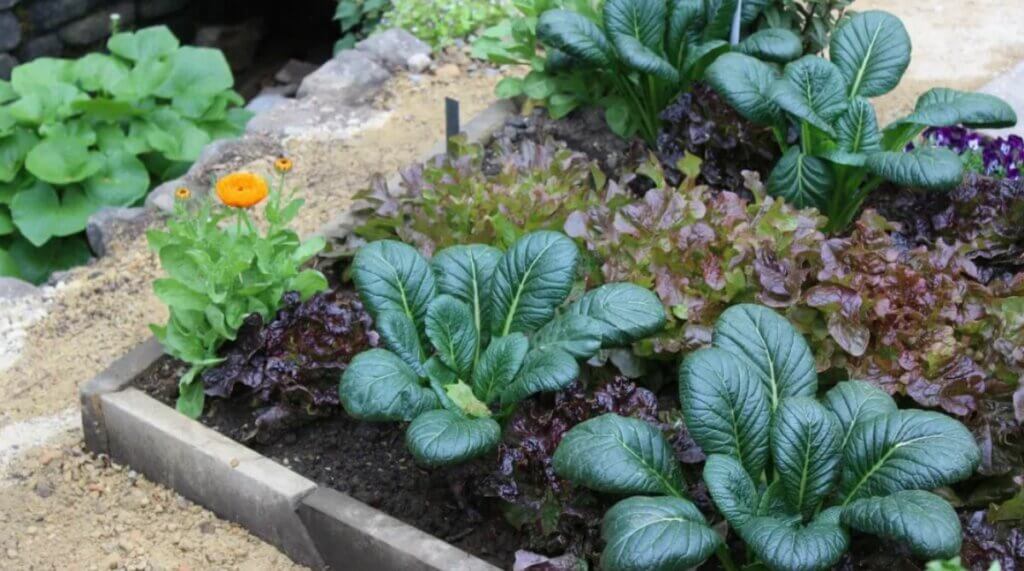 légumes à l'ombre