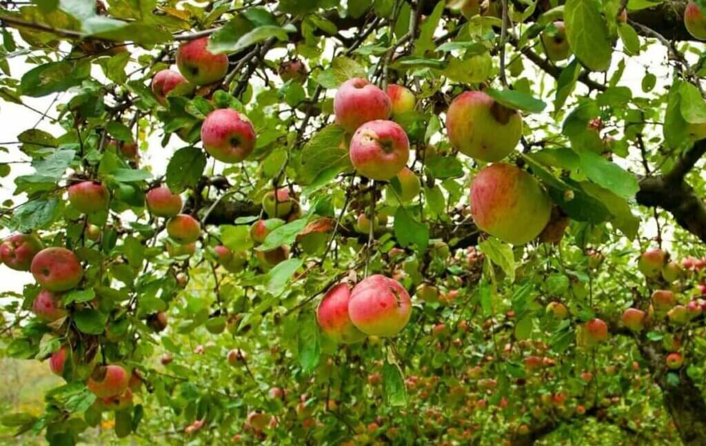 pommier jardin septembre