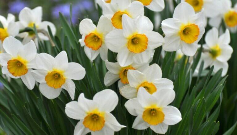 Les 10 bulbes à mettre absolument en terre dès l&rsquo;automne pour avoir un jardin éblouissant au printemps prochain !