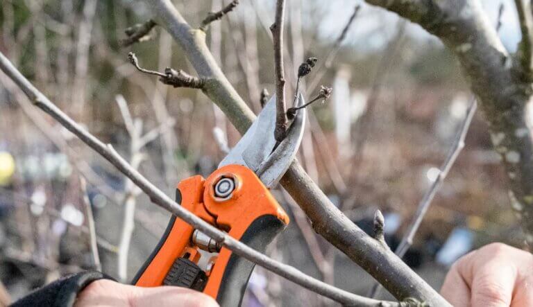 7 erreurs de taille qui ruineront vos arbres fruitiers