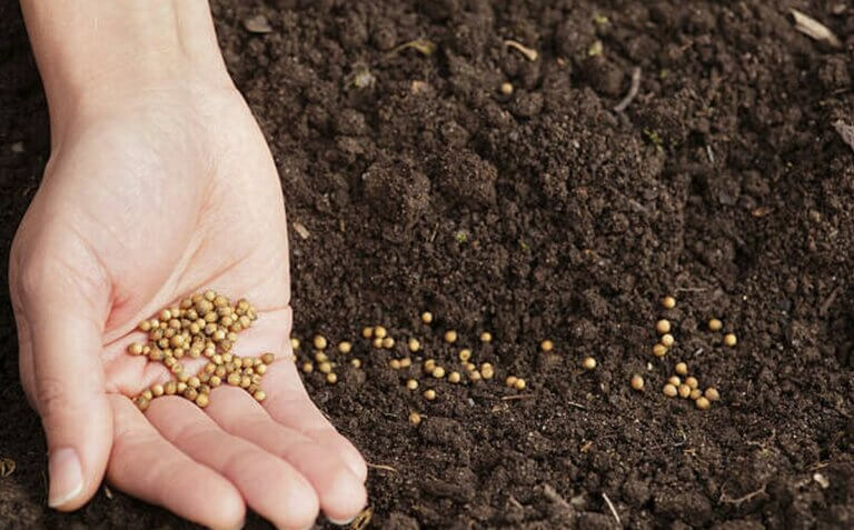 Les 5 meilleures herbes aromatiques à cultiver cet automne