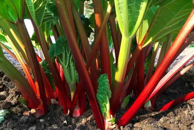 Les meilleurs conseils pour planter, cultiver et entretenir la rhubarbe