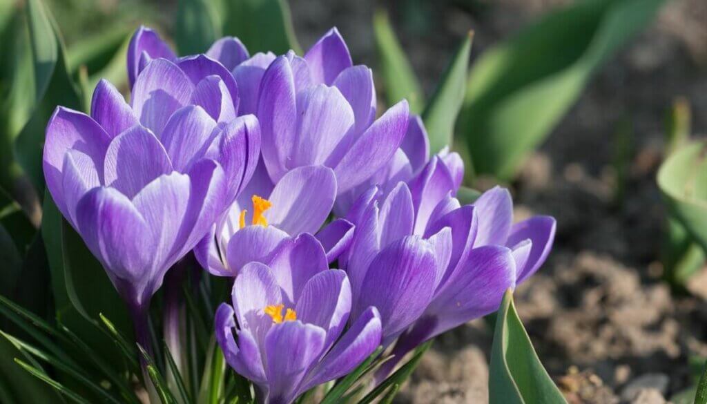 jardin octobre crocus