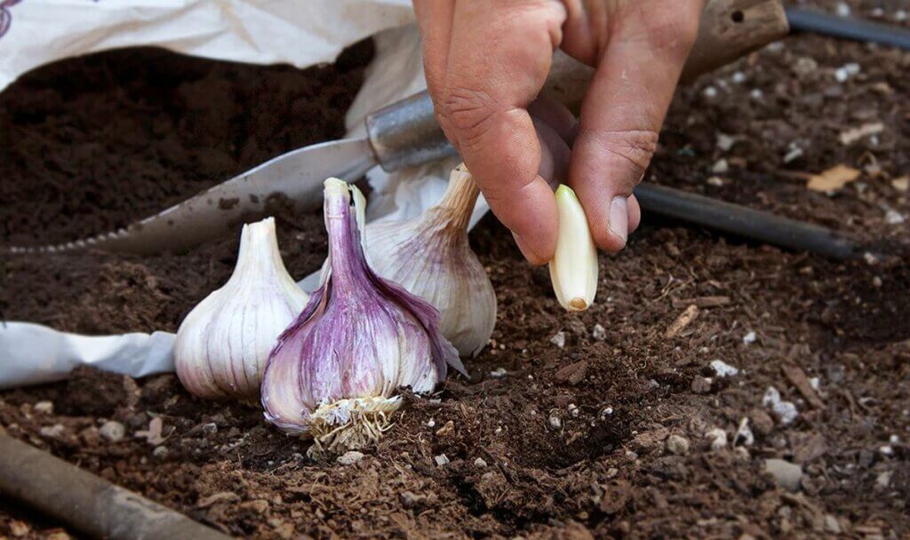 planter ail au jardin grosse tête