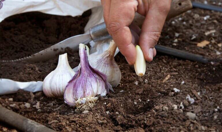 Comment obtenir des grosses têtes d&rsquo;ail, les meilleurs conseils pour la culture du moment