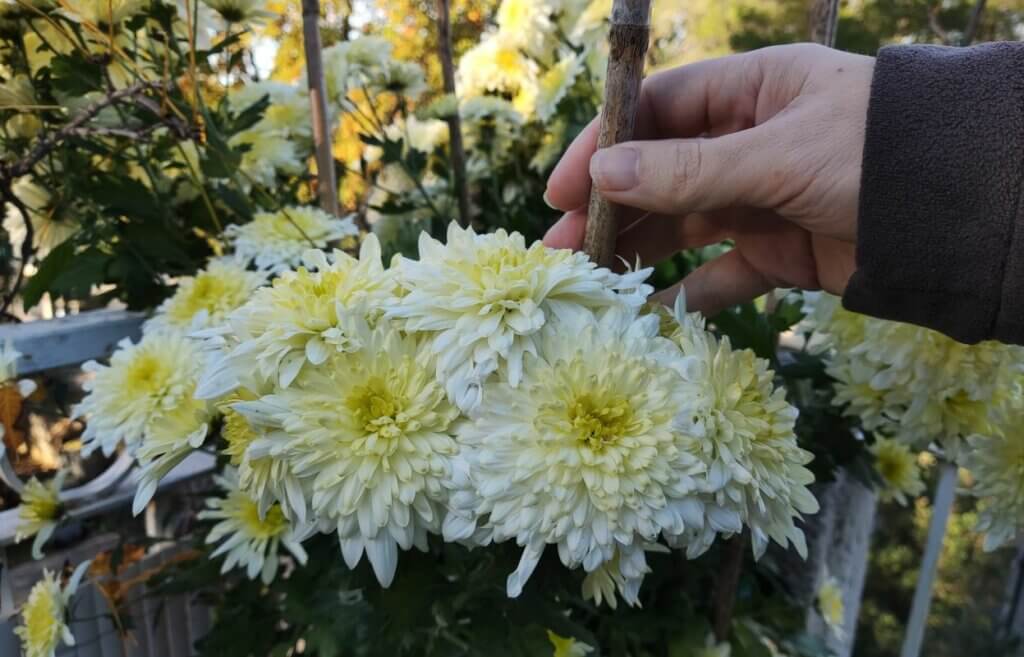 Chrysanthèmes