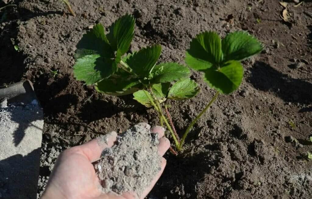 cendres au potager